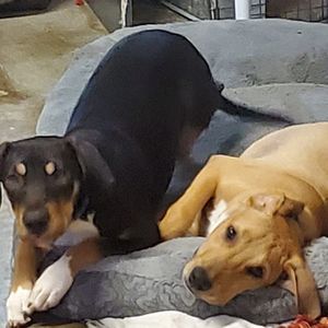 Meet your Posher, Magaby